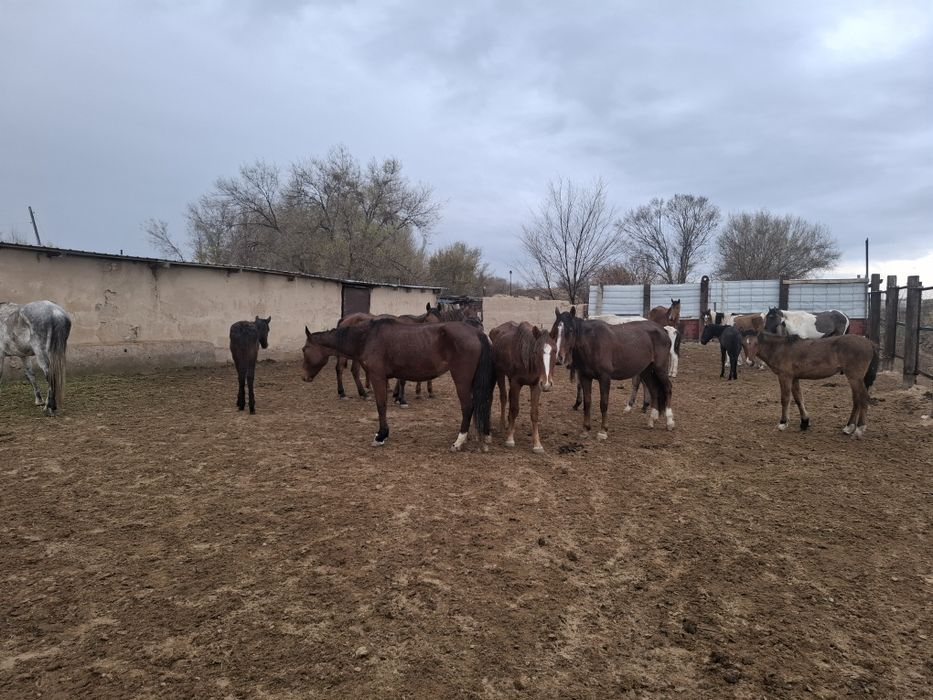 Лошади (кобылы, жеребята)