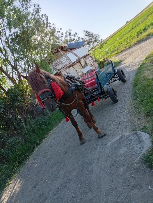 Vând cal mânz de 3 ani