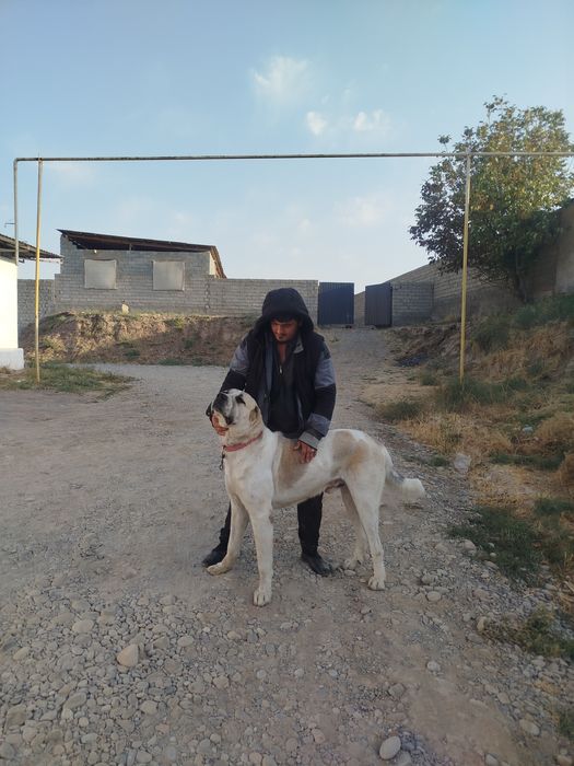 Alabay bolasi sotladi toza qon