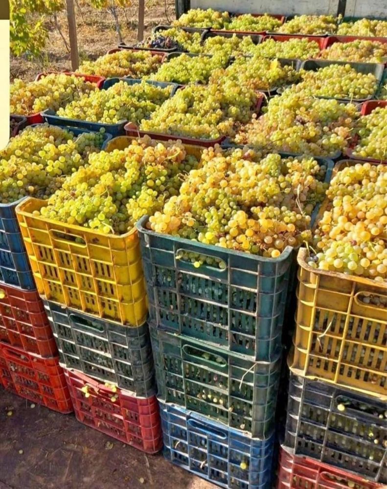 Vand struguri pentru vin