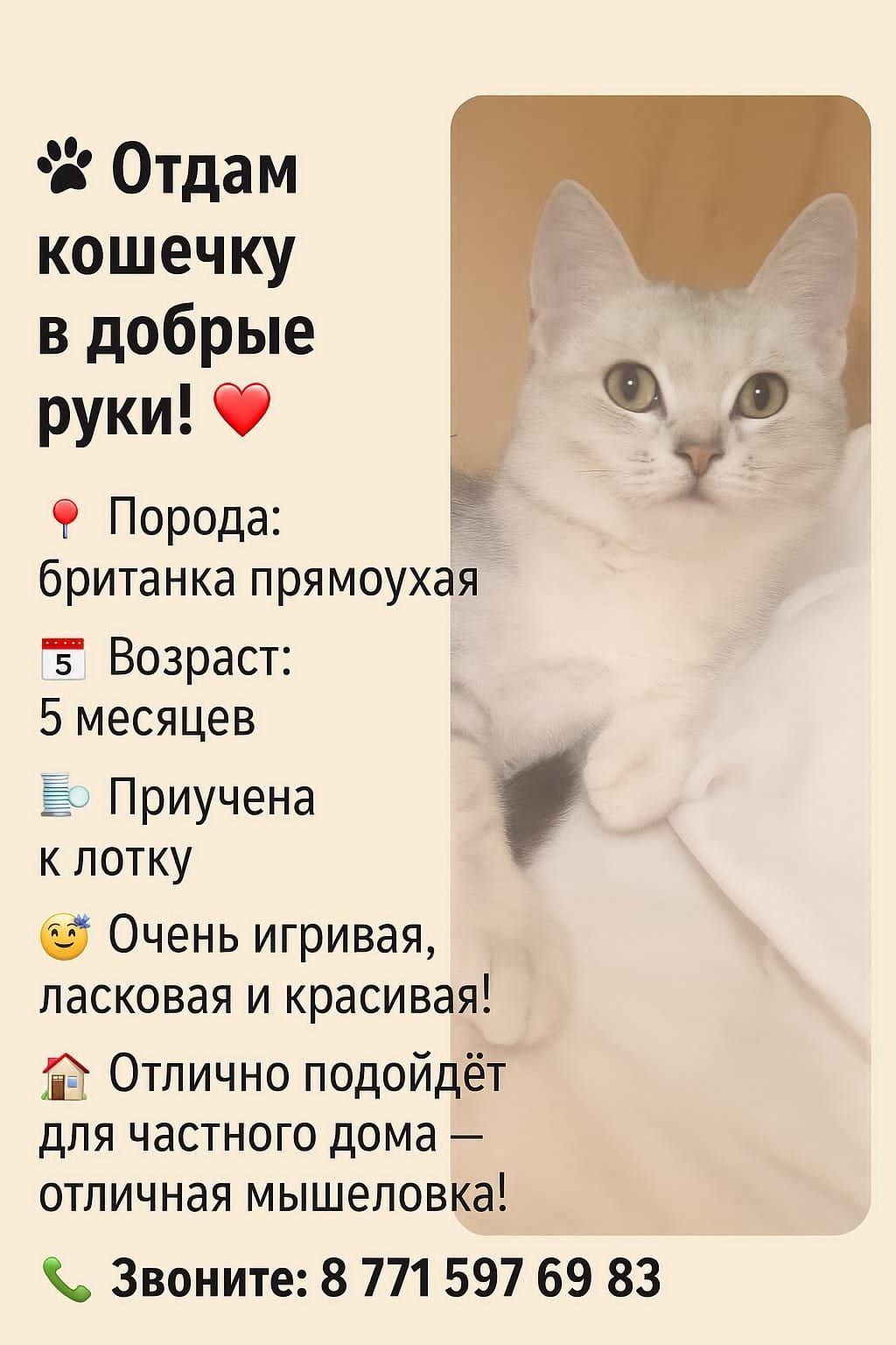 Красивая кошечка