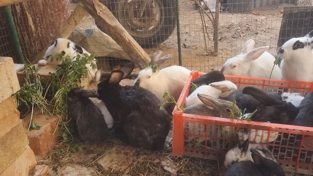 Продаются кролики разного возраста и разные породы