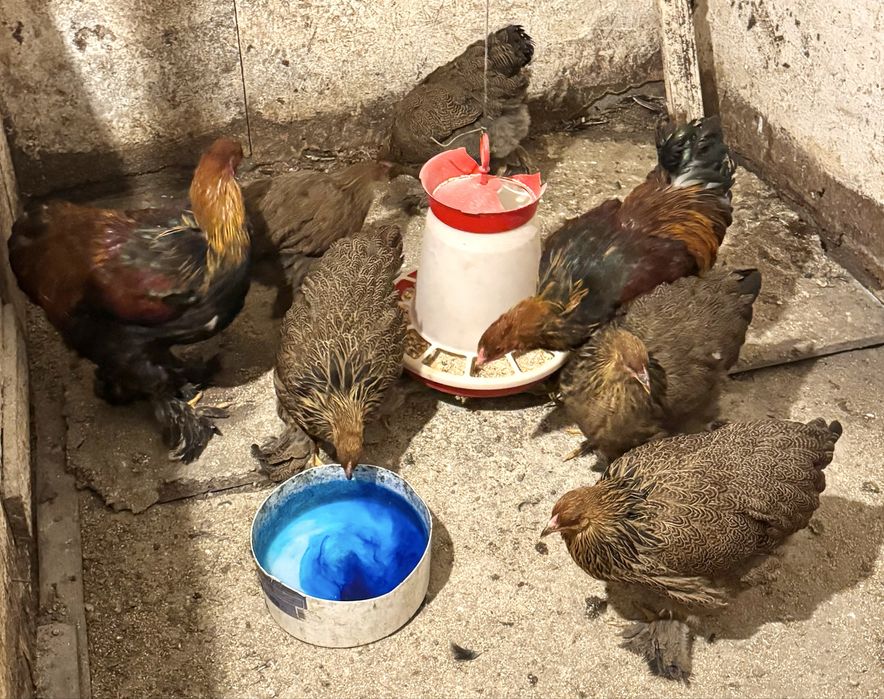 Brahma Potarnichiu 2025 familie 5+2