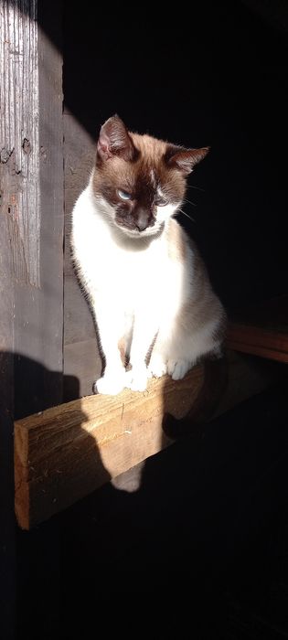 Donez pisoi de un an.