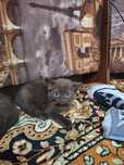 Отдам котят в хорошие руки