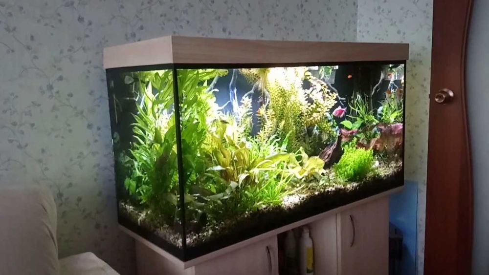 ОБСЛУЖИВАНИЕ тропических, пресноводных аквариумов AQUA STORE Астана