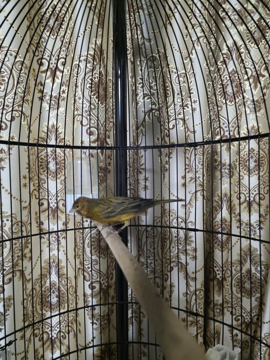 Кнарейка красное дерево