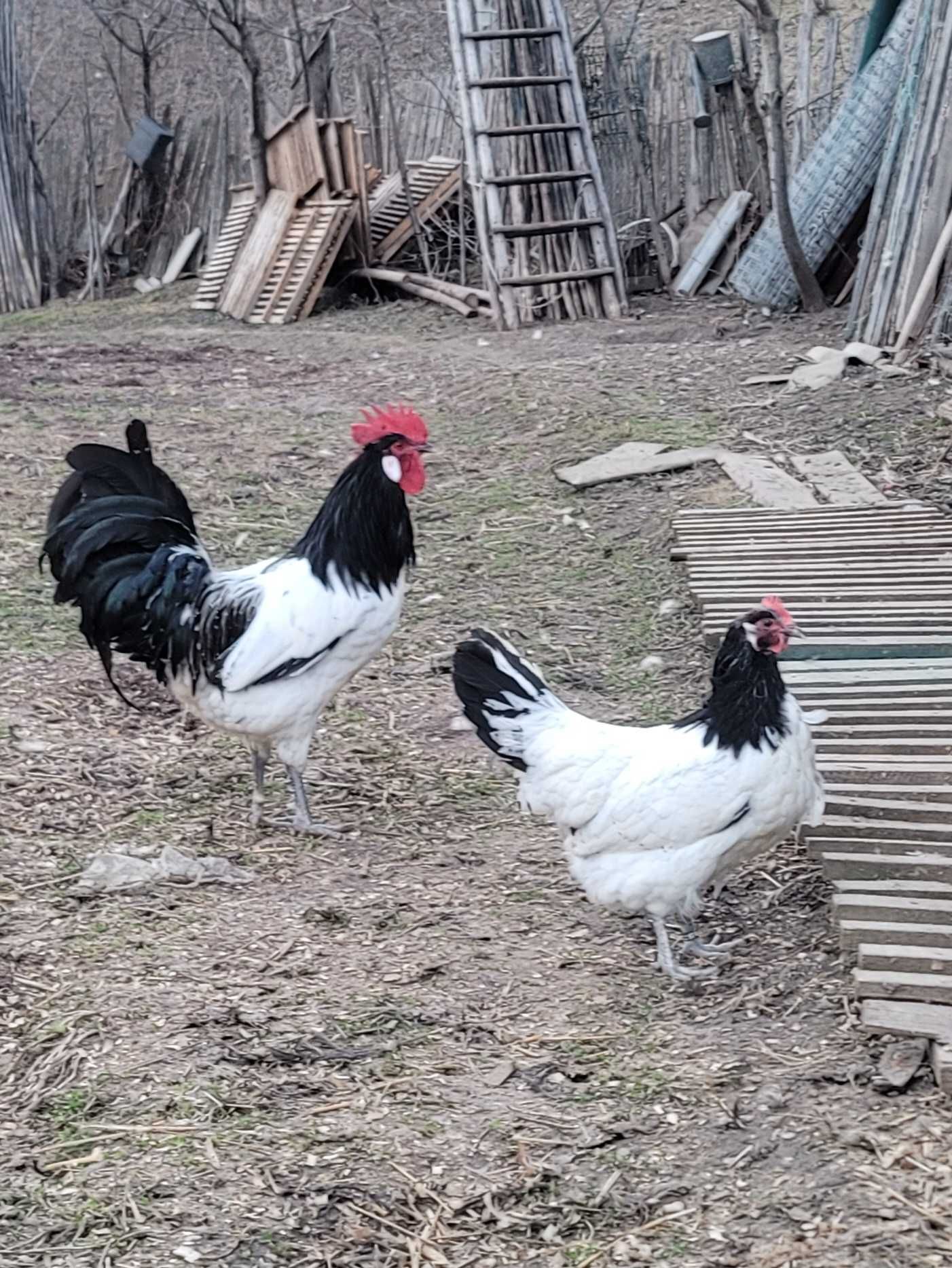 Oua Australorp Brahma Araucana Lakenvelder Mătase Wyandotte La fleche