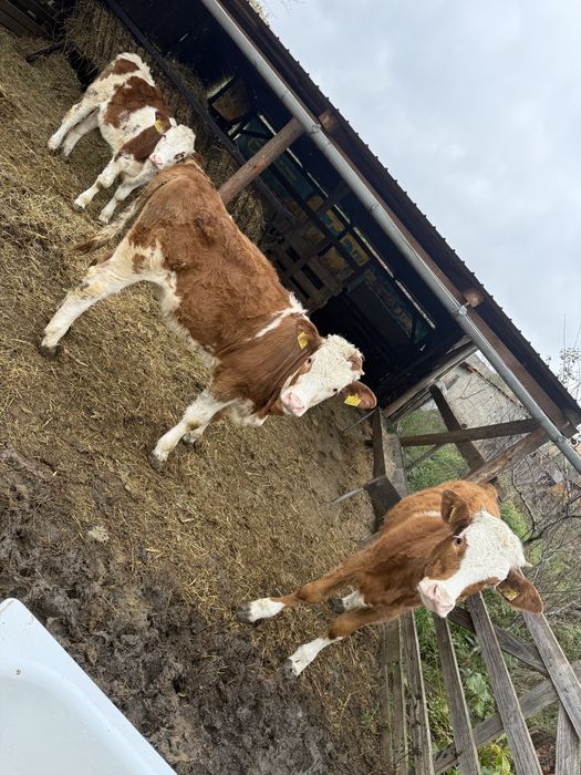 Vand 3 vitele bune din mame bune