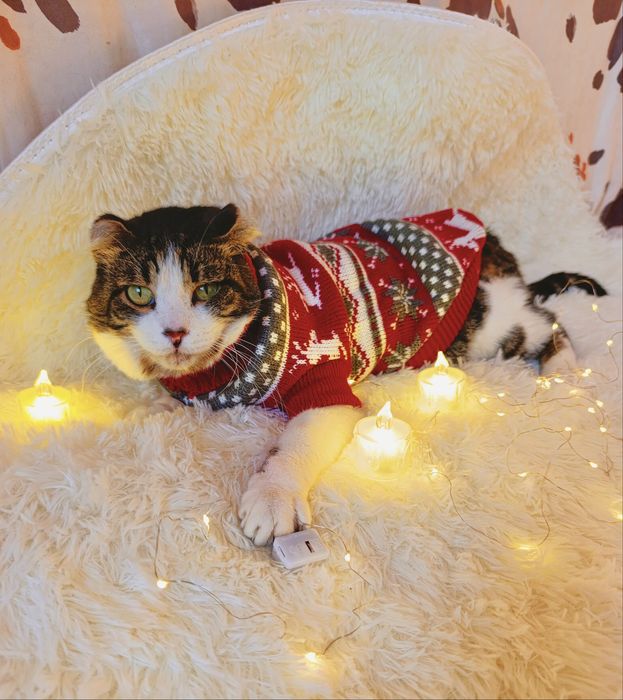 Отдам кота в добрые руки