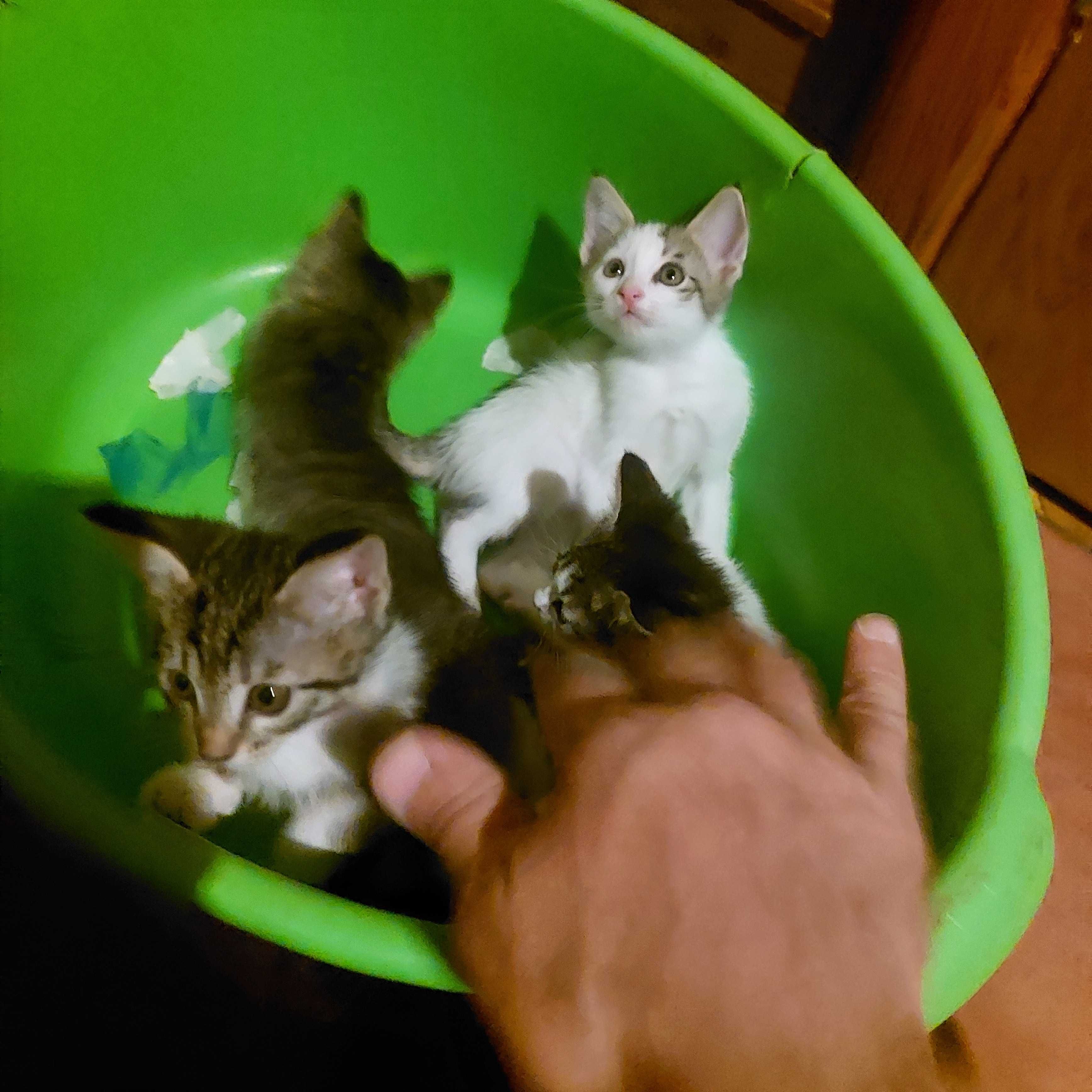 Котята от обычной уличной кошки ,,родились дома.Отдам в хорошие руки.