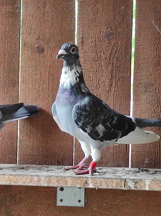 Vand  porumbei voiajori sport