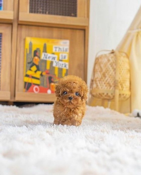 Maltipoo mini Toy /Poodle toy Pudel Toy Roșcat -Apricot