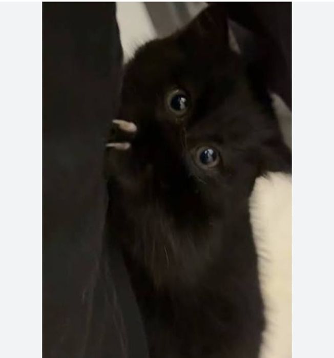 Коравой мехрибон кулларга хадияга