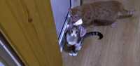 Котенца от Варна търсят любящи и грижовни стопани