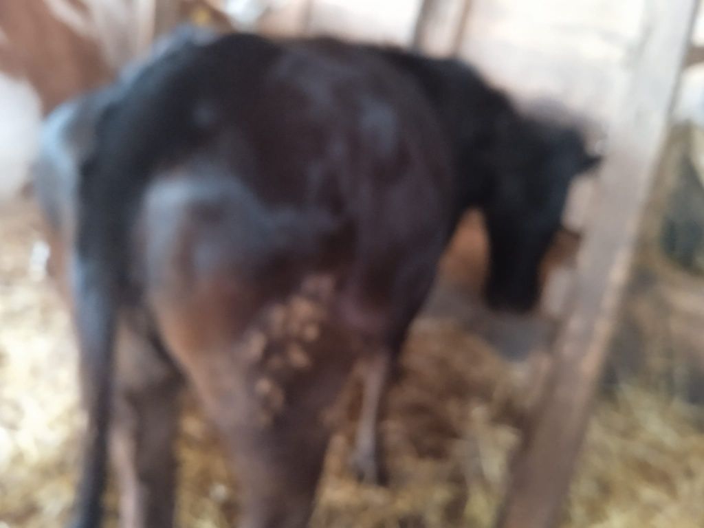 Vând o juninca Angus