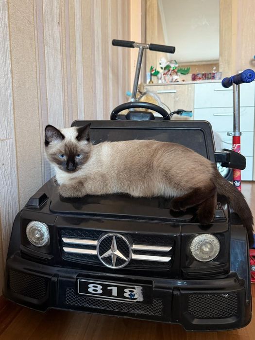 Продам кошку сиамская порода