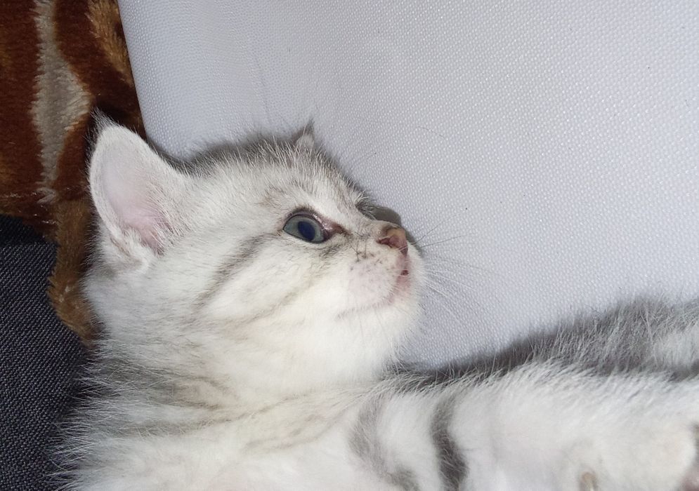 Шотландский котенок продам