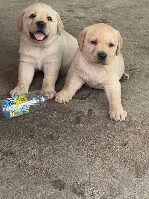 Готовятся к продаже чистокровные щенки лабрадора ретривера