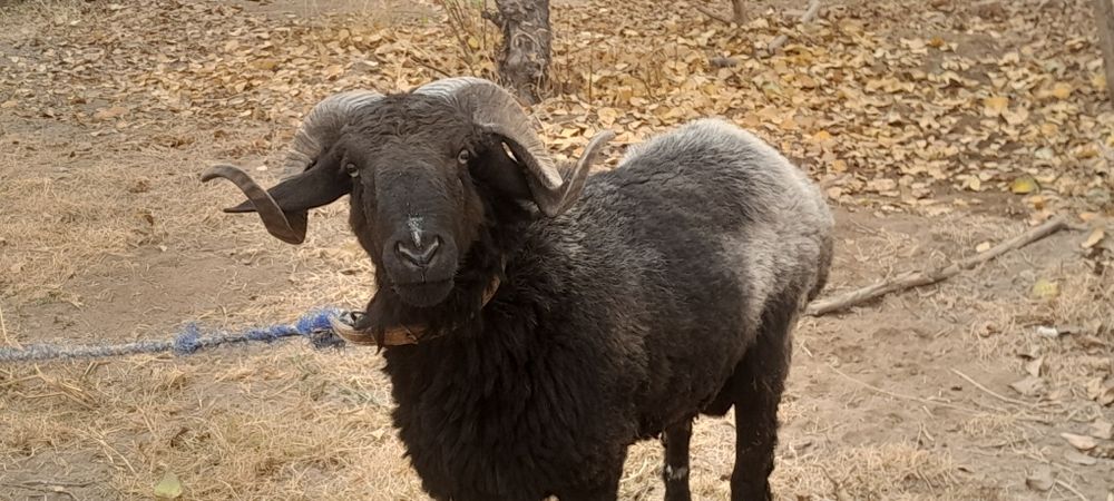 Кучкор кузи сотилади галишамиз