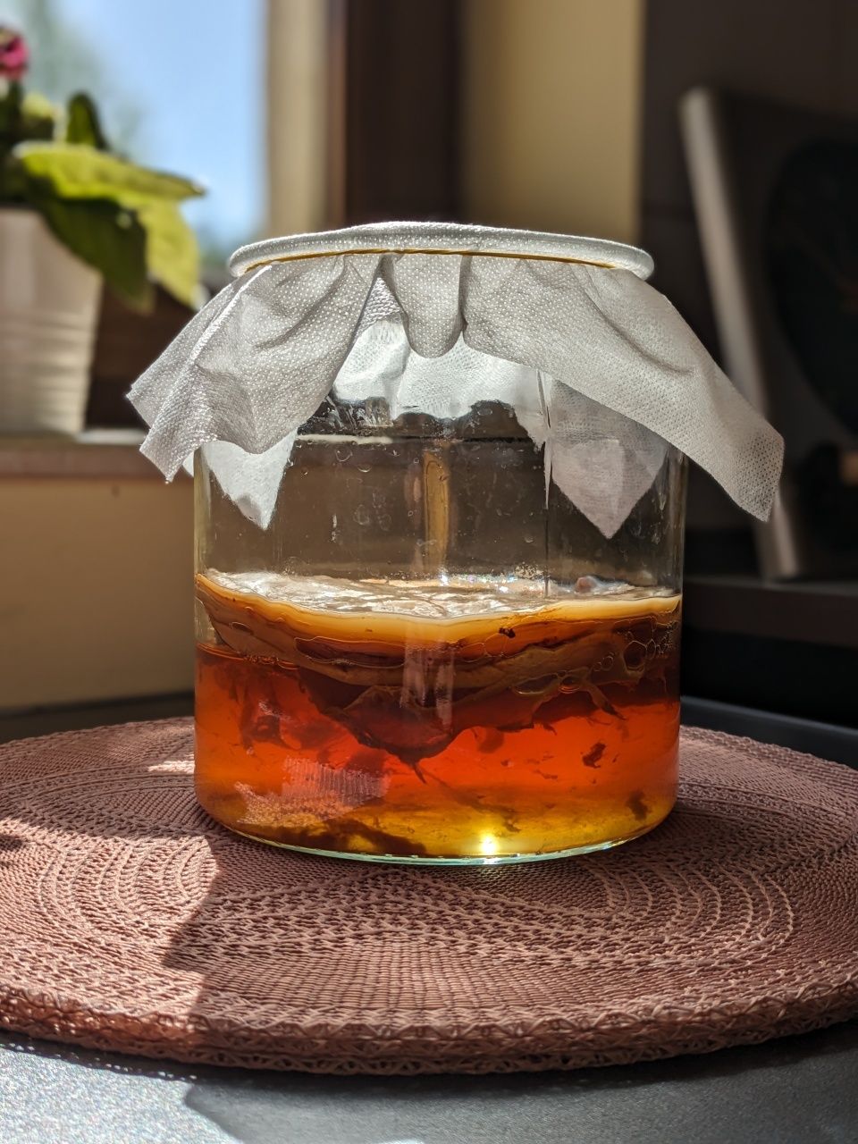 Kombucha (Scoby) + ceai starter