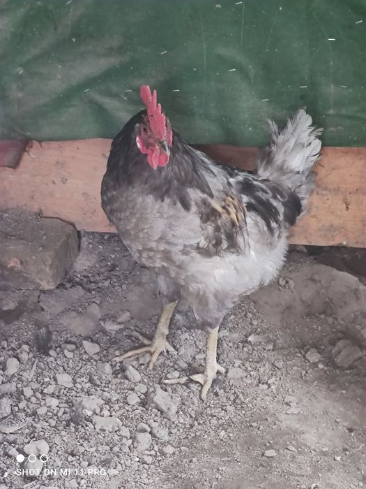 Продам годовалые ПЕТУХИ или обмен на курицы!!!