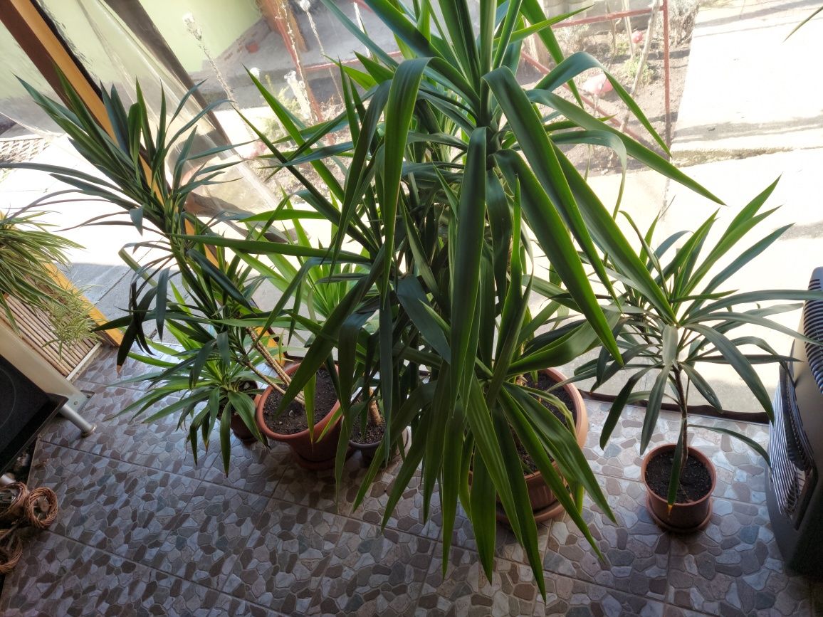 de vanzare plante yucca