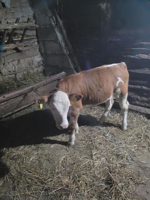 Vand viteaua baltata romaneasca