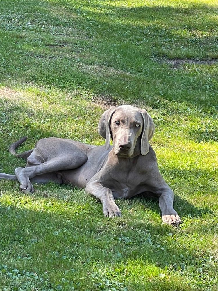 Weimaraner cu pedigree tip A