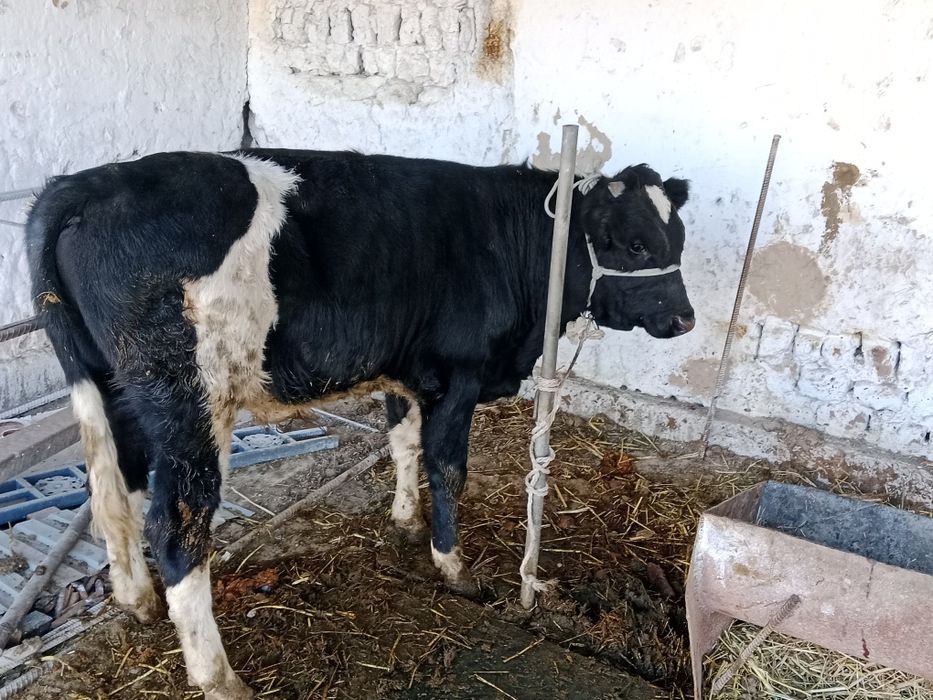 4. бас еркек бузаулар сатылады