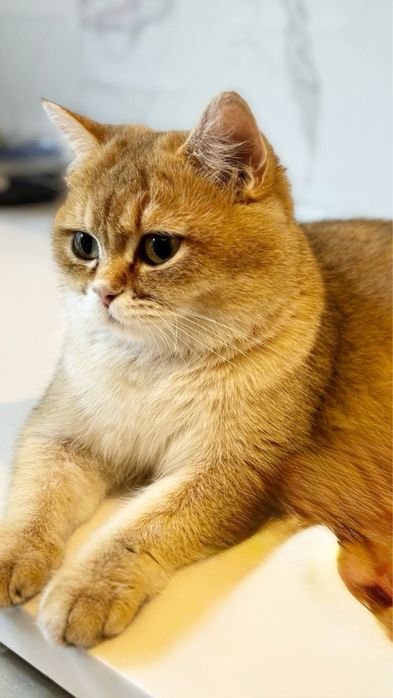 Zolotaya shinshilla ny 12bri, o'g'il bola 2 oylik