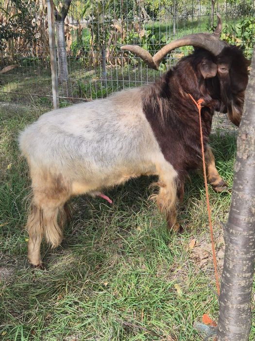 Tap Boer de Vanzare