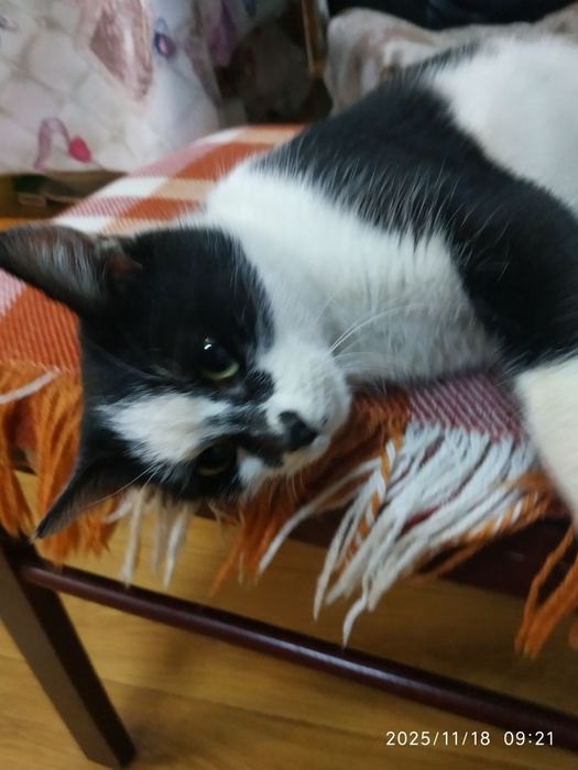 Пристраивается кошечка 5-6 месяцев