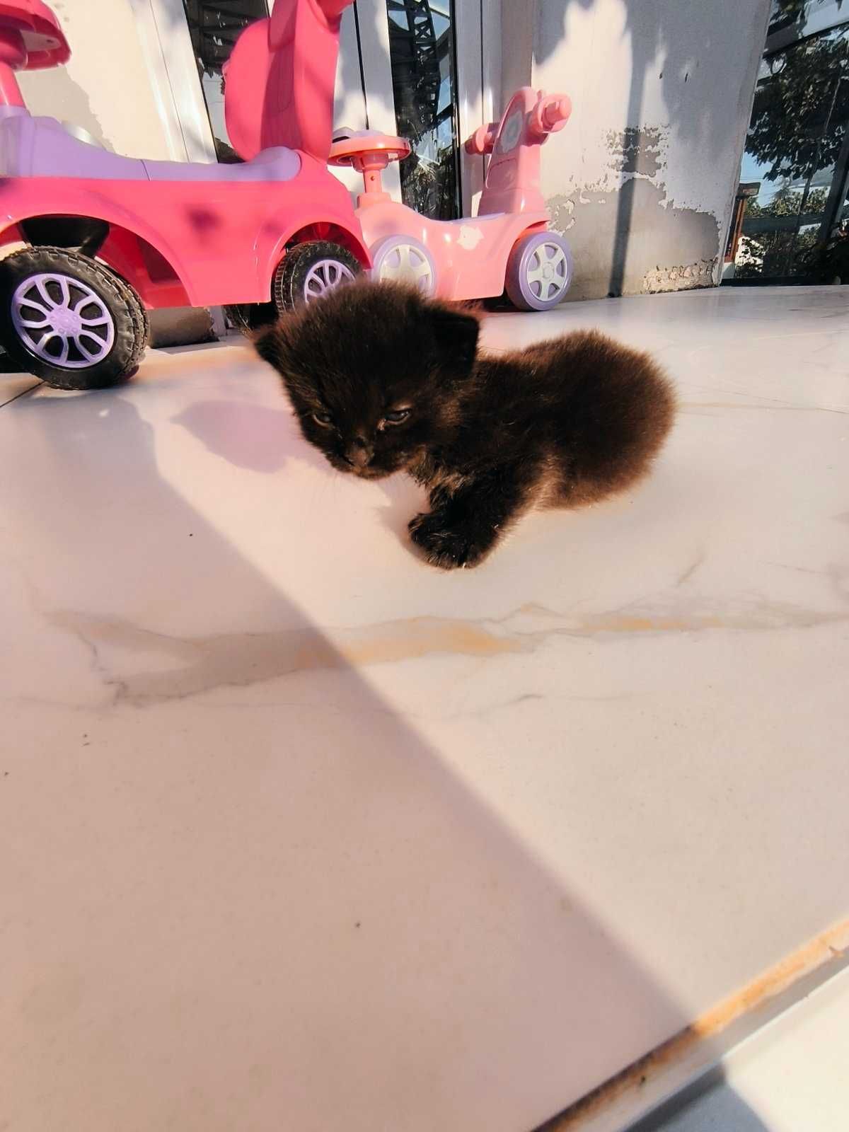 Подарявам черно коте бебе