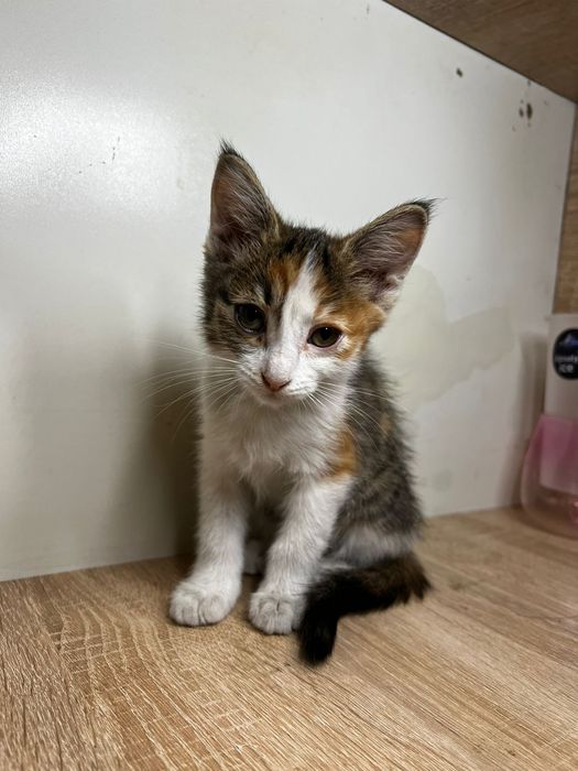 бесплатно КОтята Алматы