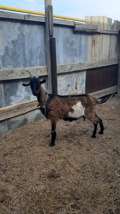 Бір ешкі, 1 ұрғашы 1 еркек лақтар сатылады