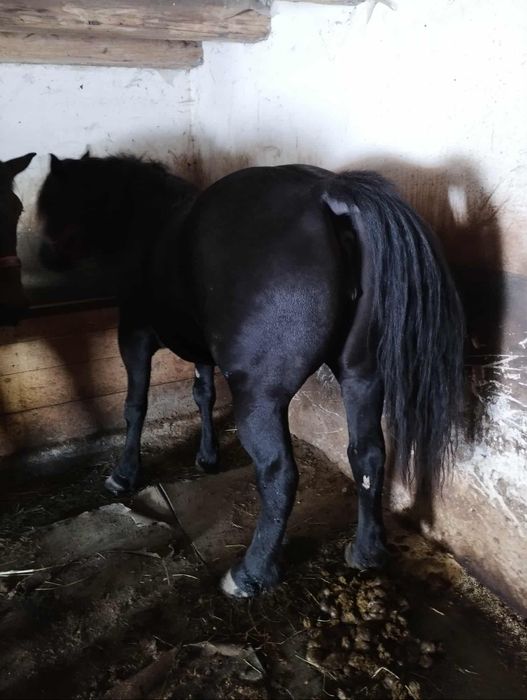Noatină de 3 ani de vânzare