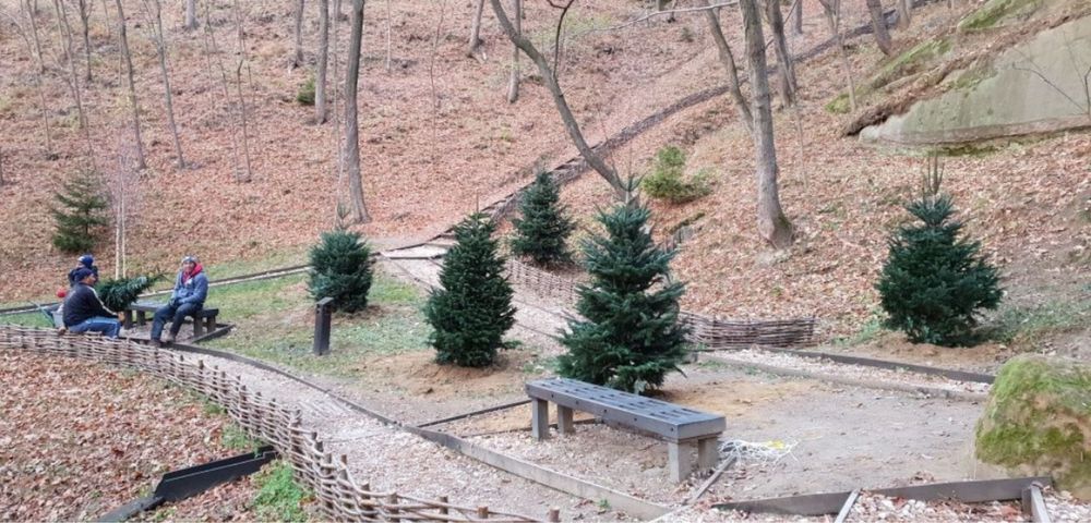 Mestecan alb plante ornamentale de orice specie pret minim