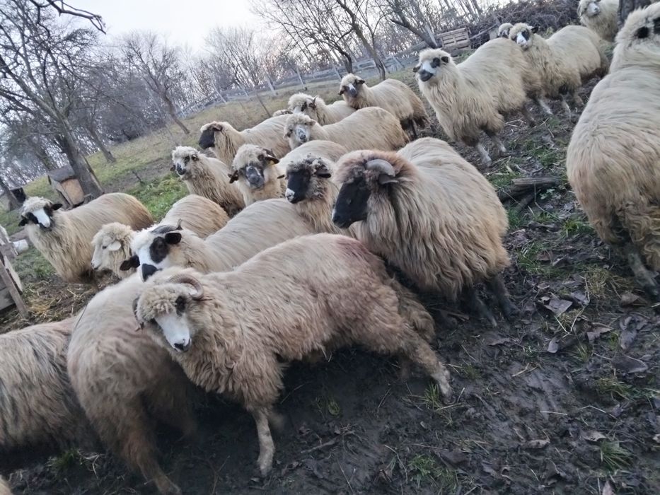 De vânzare oi noatine