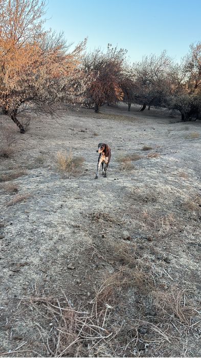 Канщық сатылады полный рабочы