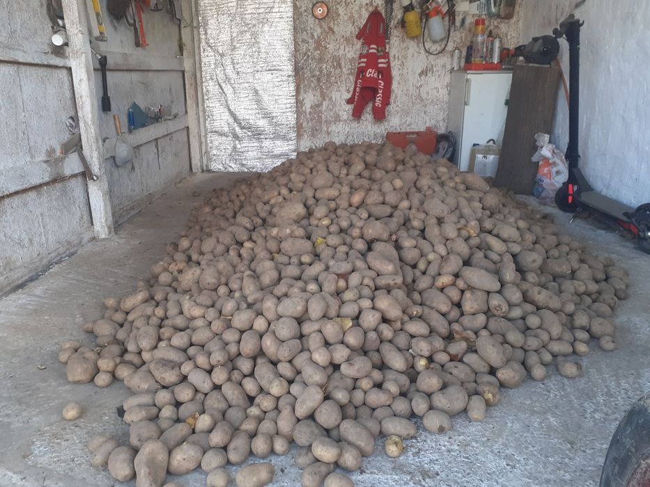 Vand cartofi pt consum