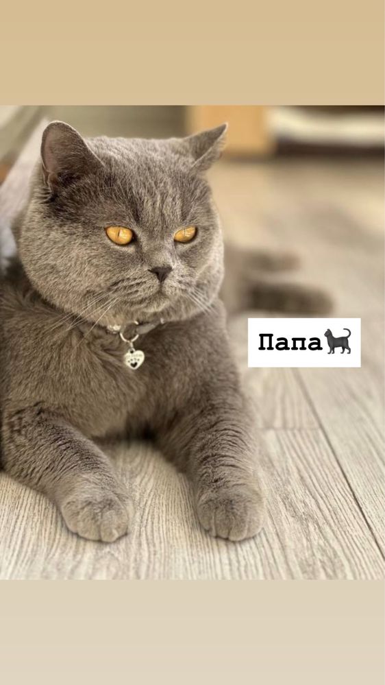 Продам Котенка, Скоттиш-страйт с окрасом Табби (Девочка)