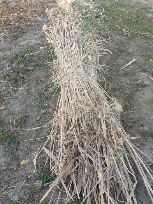 Qamish sotiladi Bahouddin Naqshband tomonda