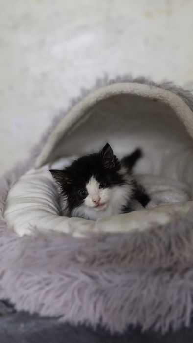 Отдаю котенка 1 мес, мальчик