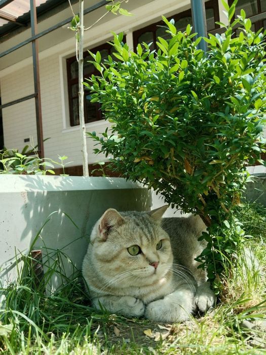 Кошка не Продается !!!   На Вязку ! ! !