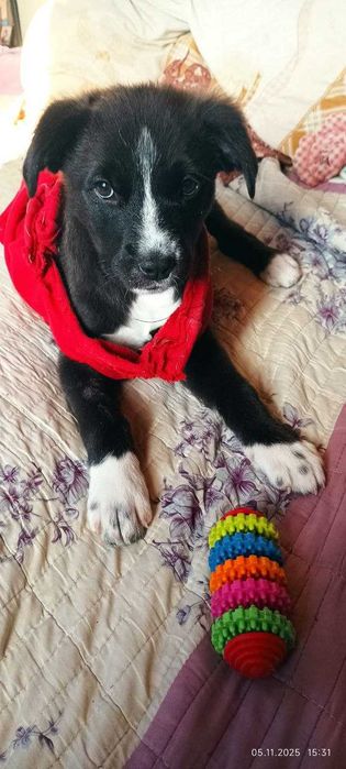 В добрые руки пристраиваю щенков