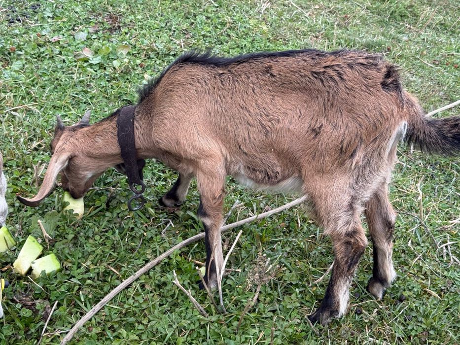 Ұрғашы лақ сатылады, шешесі порода