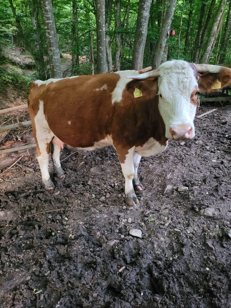 Vand vaca de 3 vitei cu vitea albastru belgian pe rosu