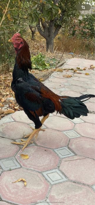 Дакан хўрозлар ва макиен