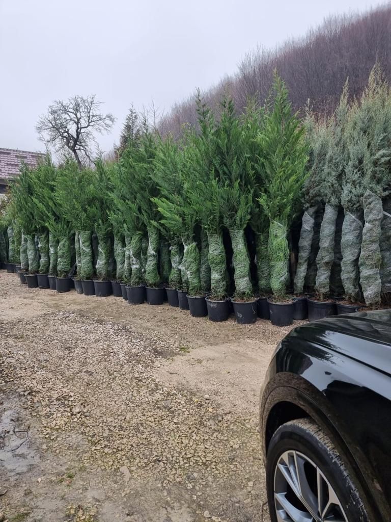 Katalpa  photinia mesteacăn  tei platan lilandi